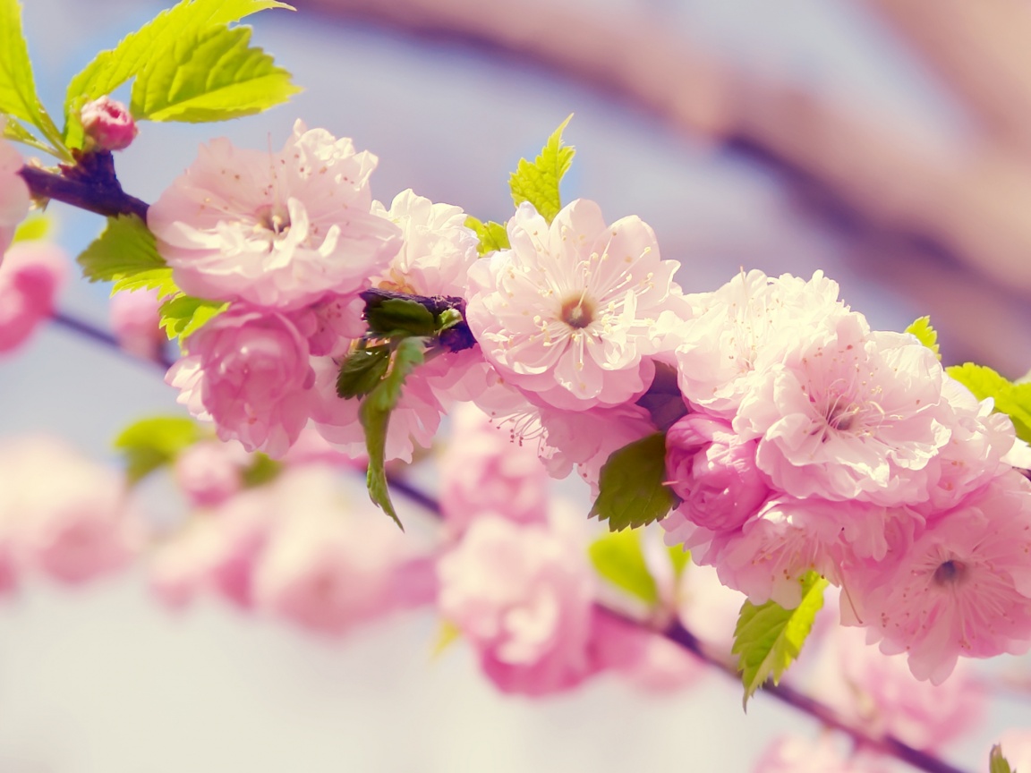 Ветка с цветами обои