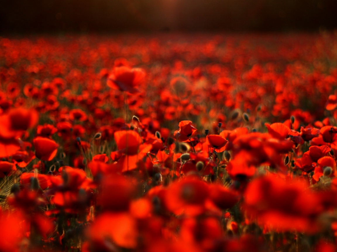 Маки в полях обои