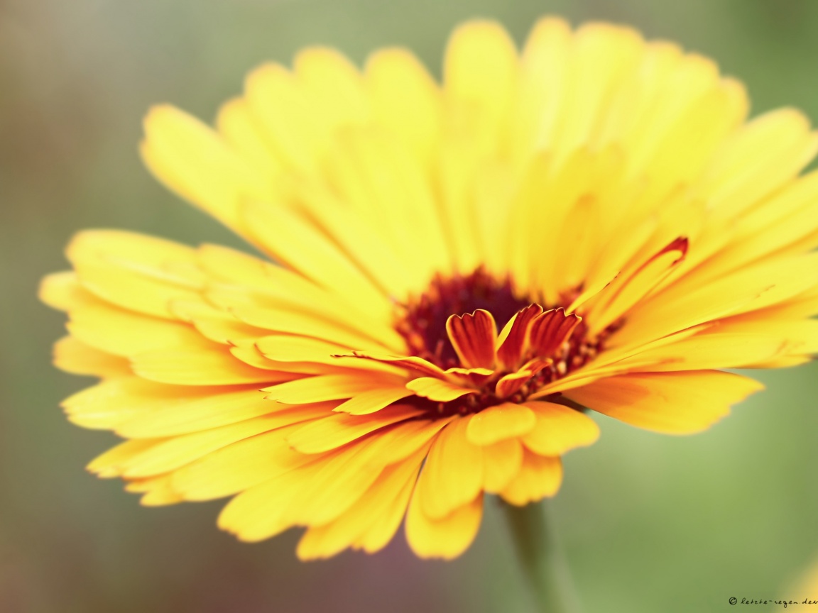 Желтый гербер обои