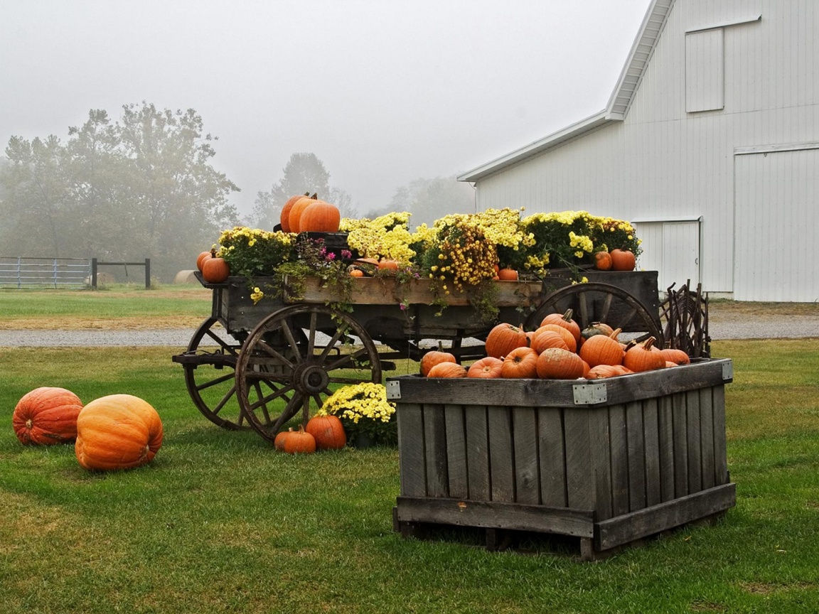 Урожай тыков обои