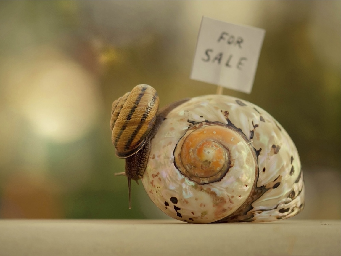 Улитка приматрвиает новый дом обои