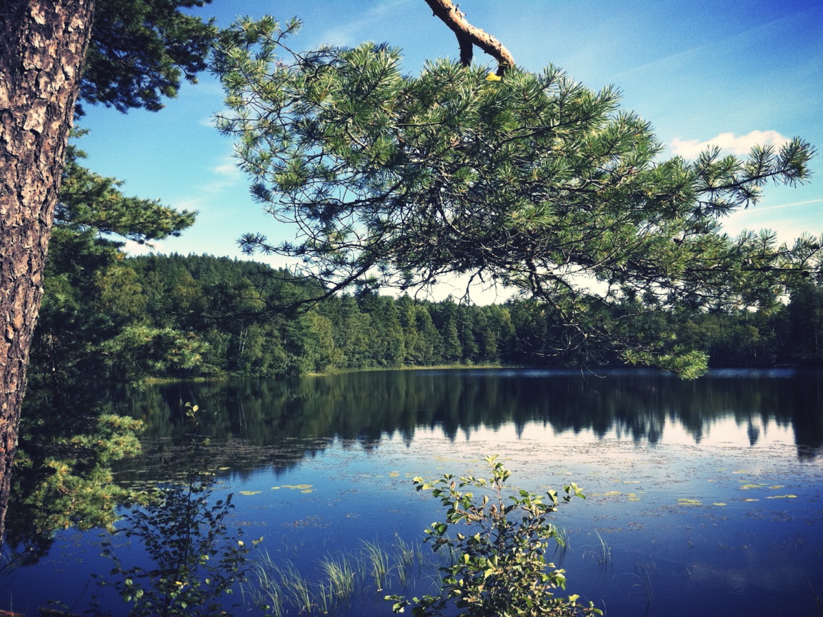 Ветка сосны над озером обои