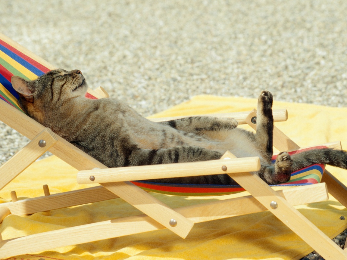 Кот в отпуске обои