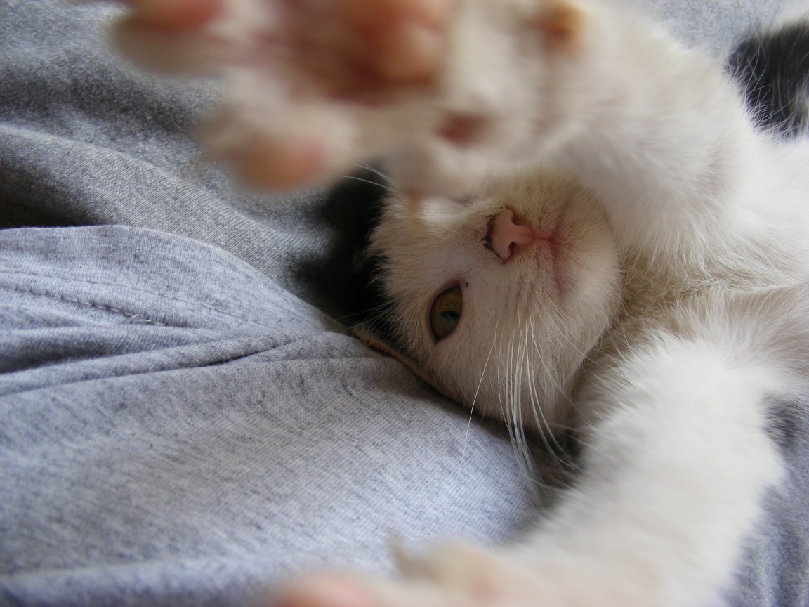 Кот фоткает сам себя обои