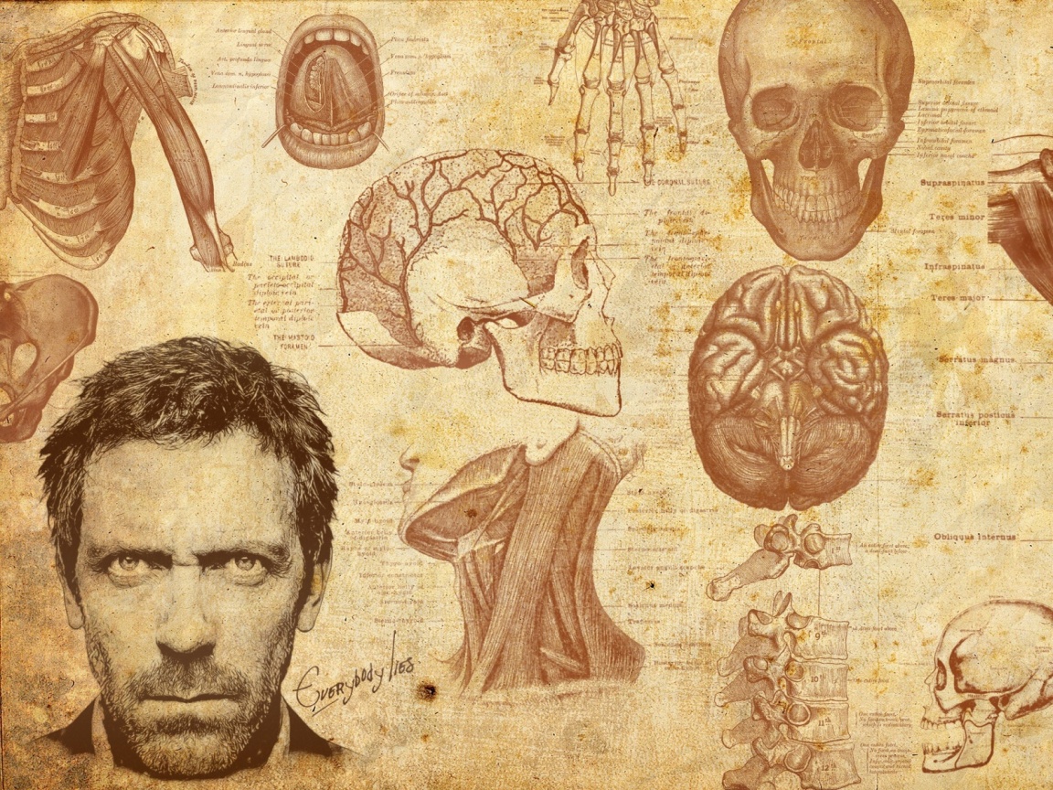 Анатомические рисунки доктора Хауса обои