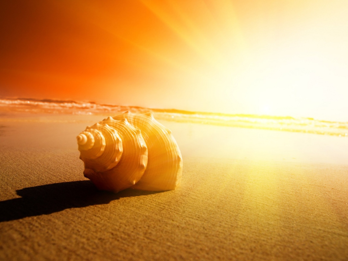 Золотистая ракушка обои