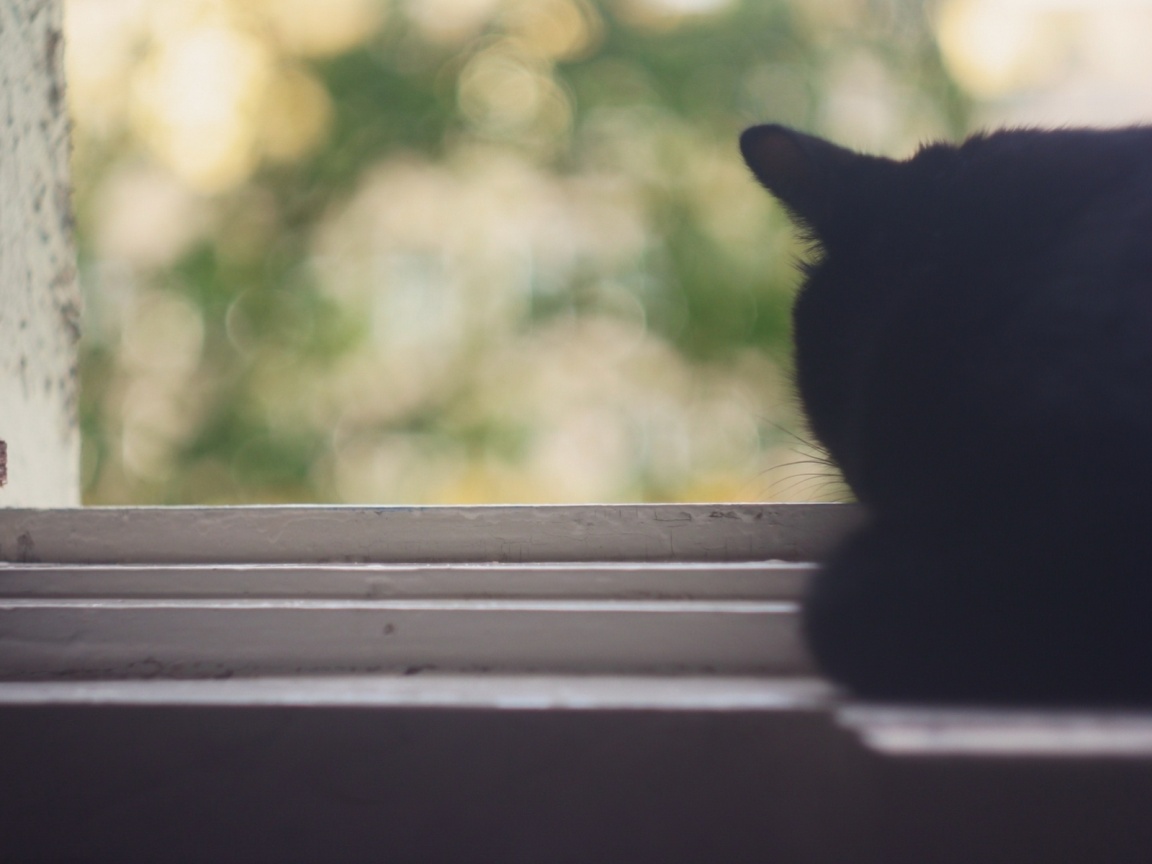 Дремлющий на окне черный кот обои