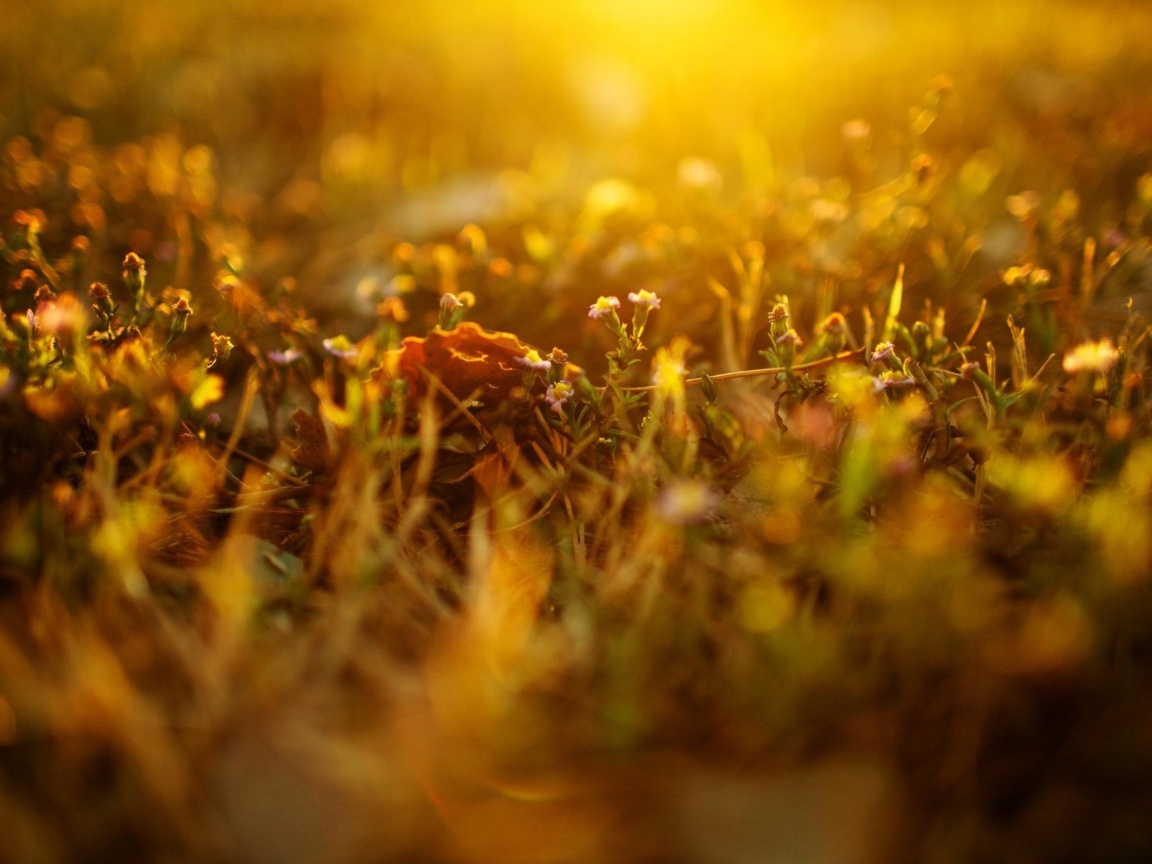 Полевые цветы в закатном солнце обои