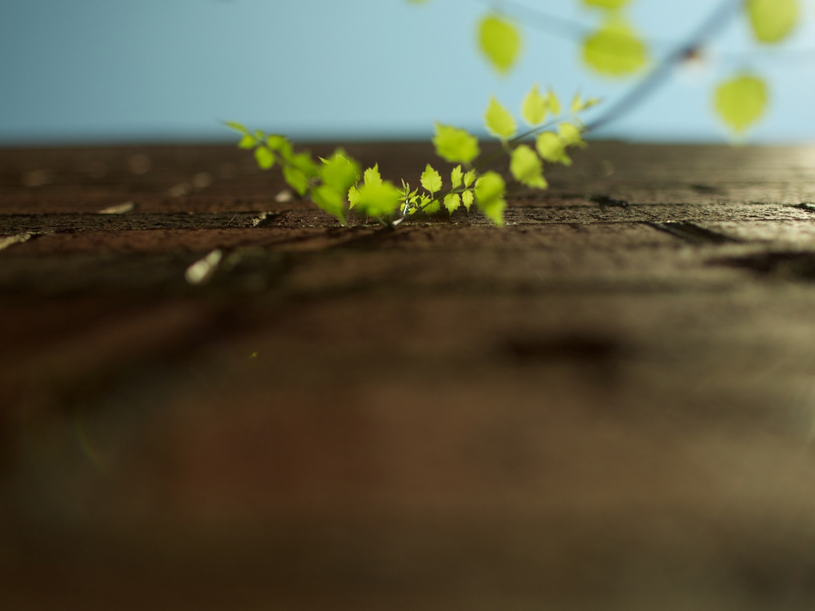 Зеленые ростки в стене обои