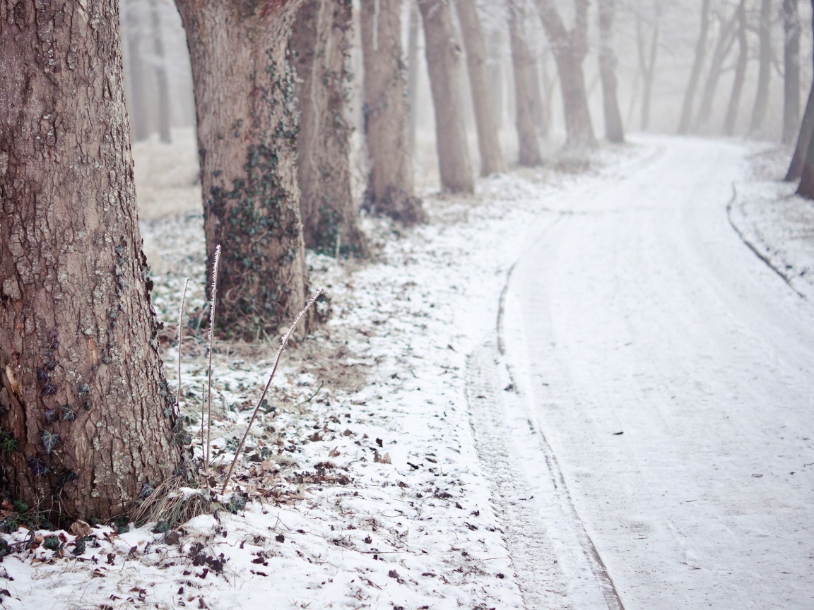 Дорога в зимнем лесу обои