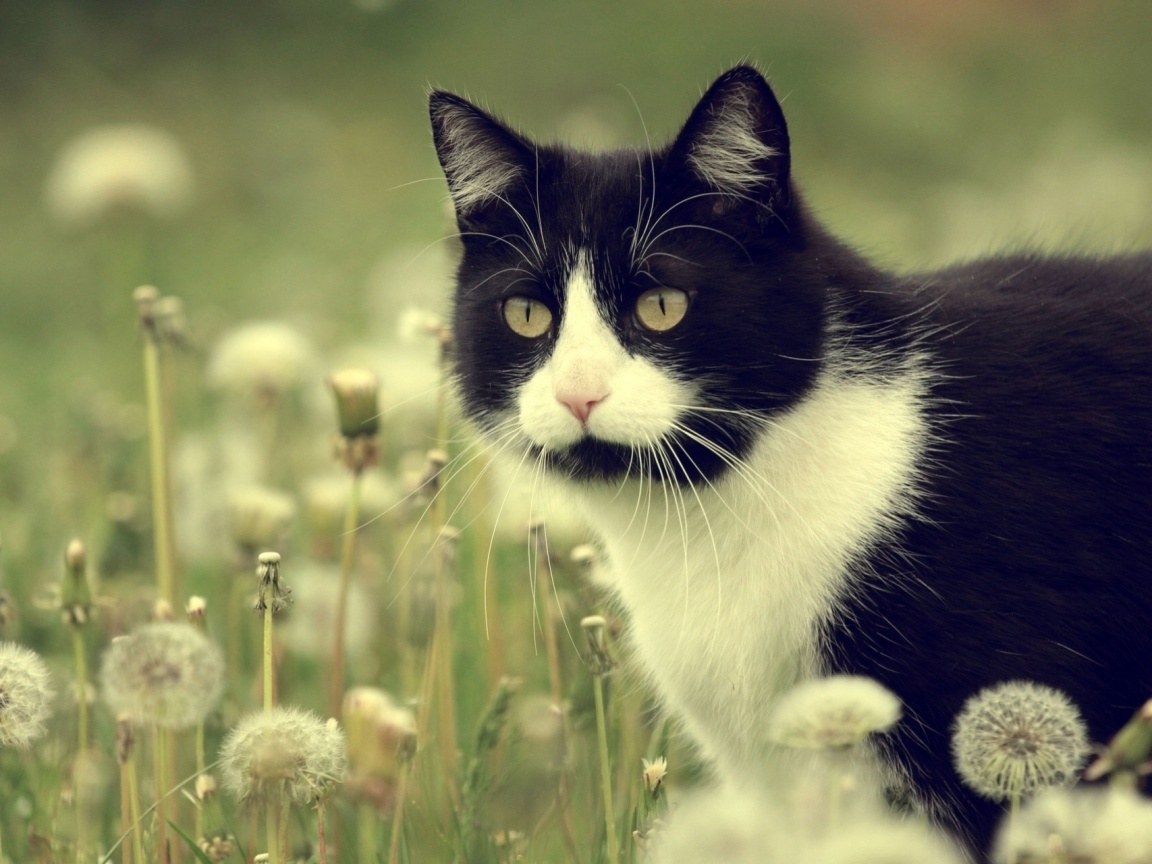 Кот в одуванчиках обои