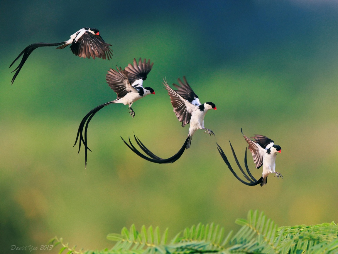 Приземляющаяся птичка обои