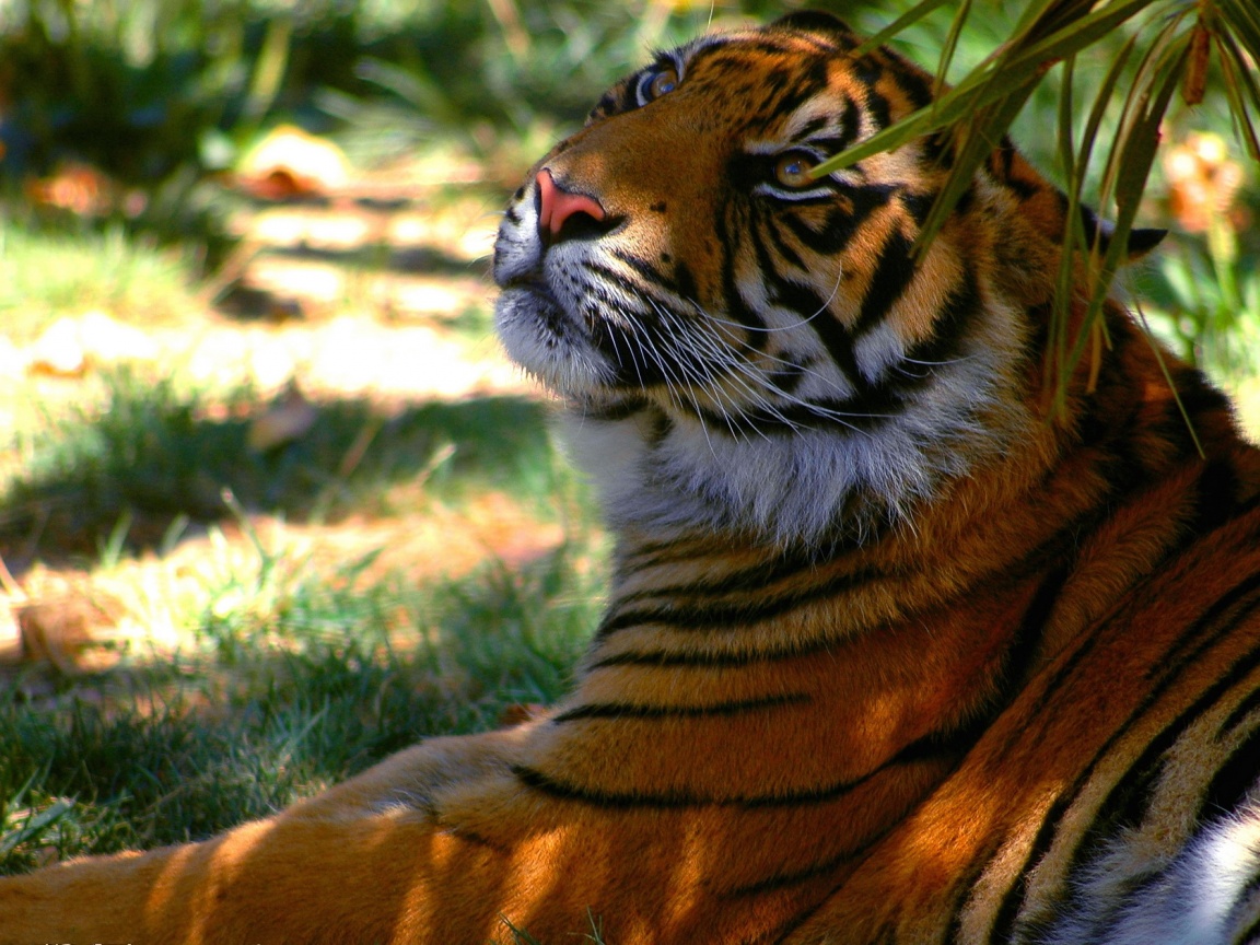 Отдыхающий в теньке хищник обои