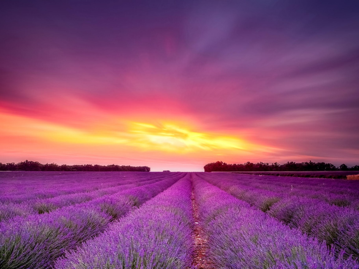 Поле фиолетовых цветов на закате обои