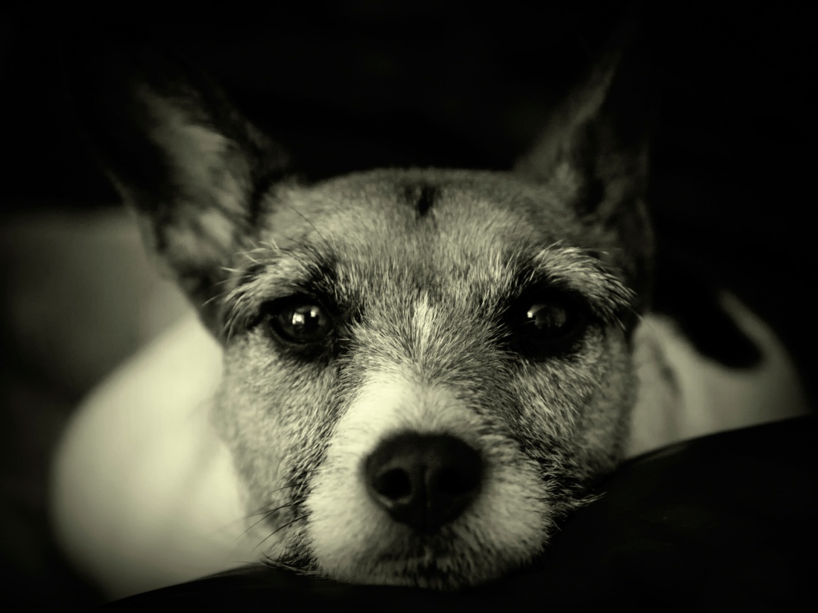Собачий взгляд обои