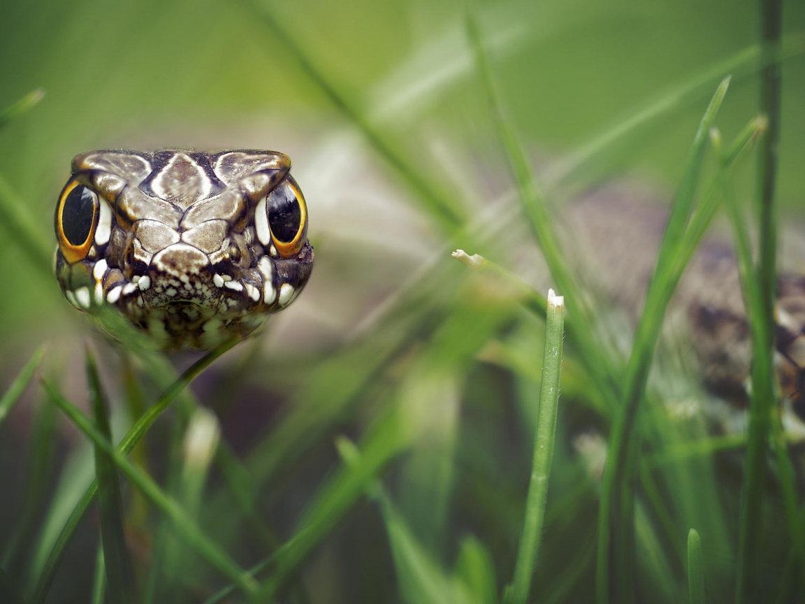 Змея в траве обои
