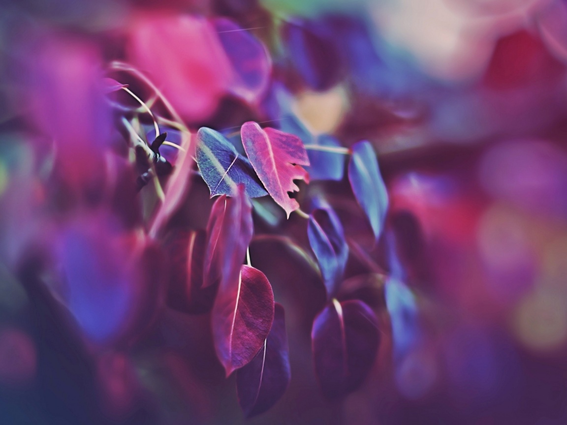 Фиолетовые листья обои
