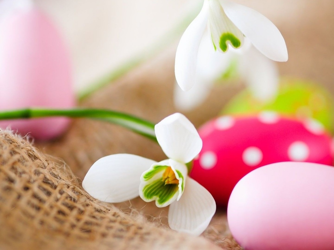 Белый цветок и яйца обои