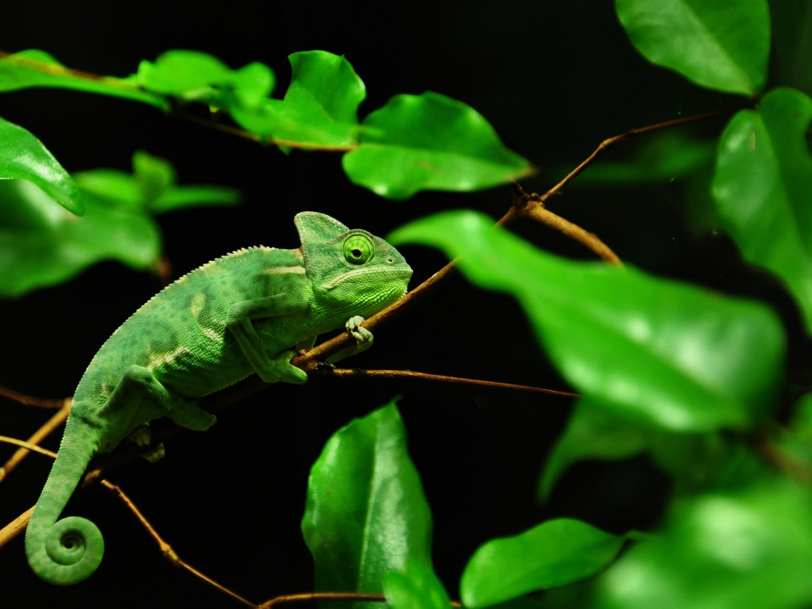 Хамелеон в листве обои