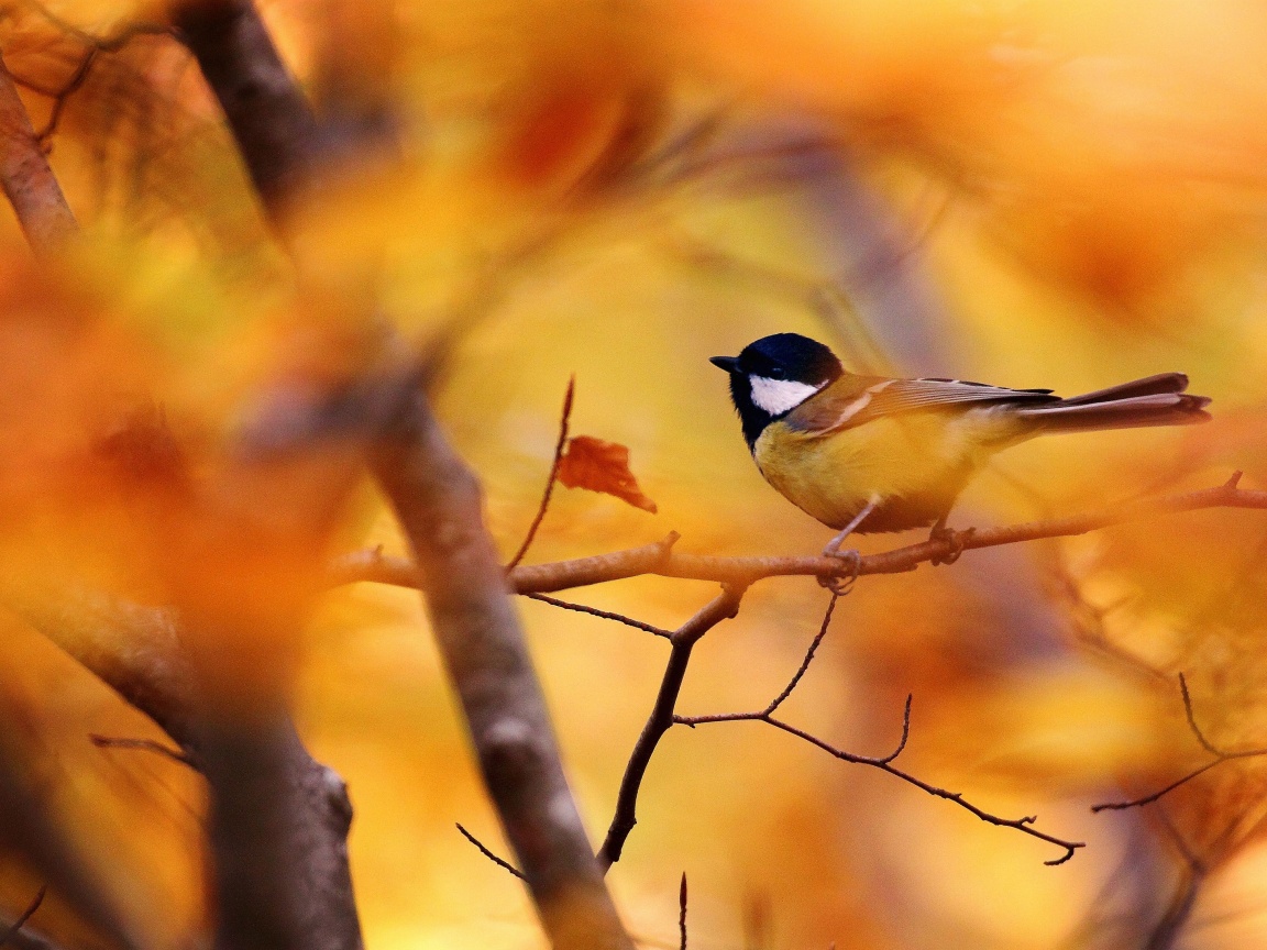Синичка в желтой листве обои