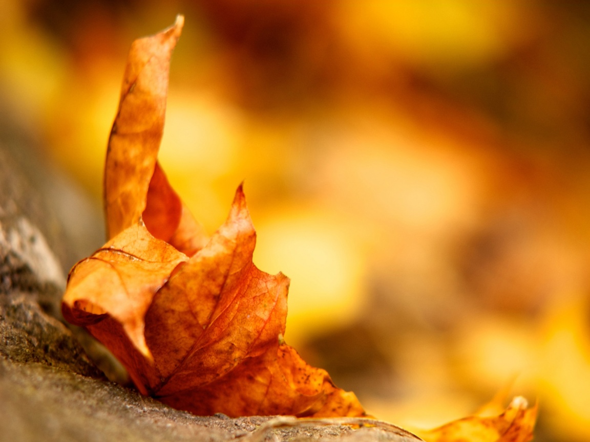 Пламенеющий осенний лист обои