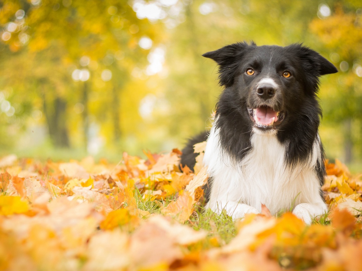 Пес среди листвы обои