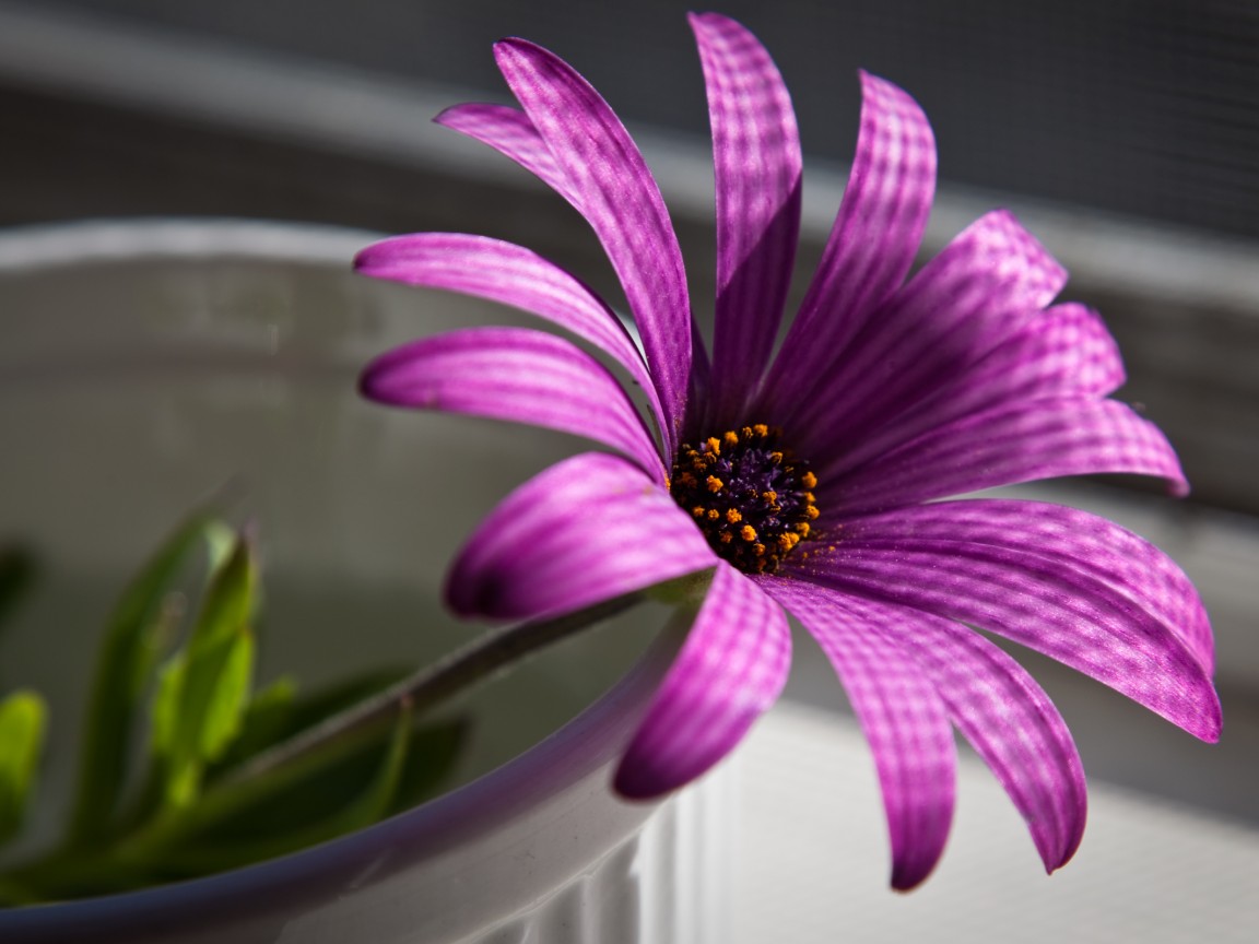 Сиреневый цветок в стакане обои