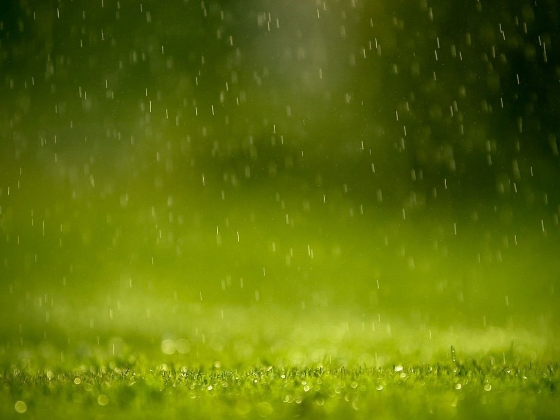 Трава под дождем обои