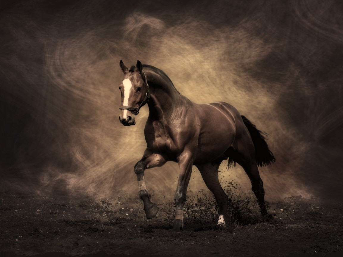 Лошадь обои