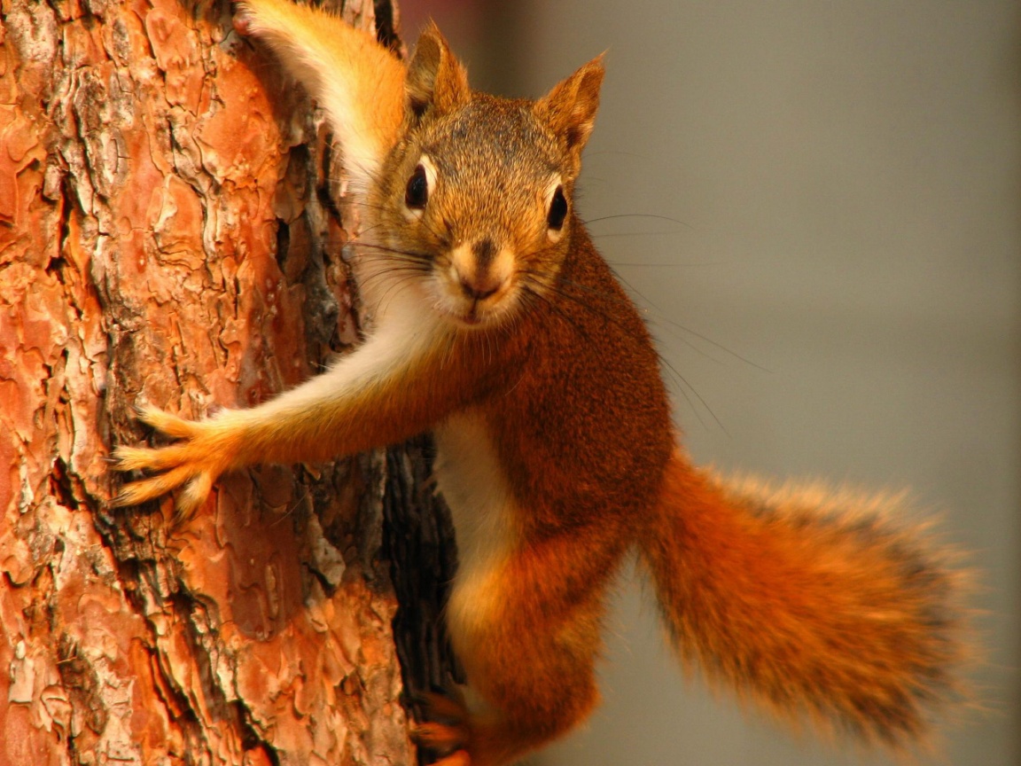 Белка на дереве обои