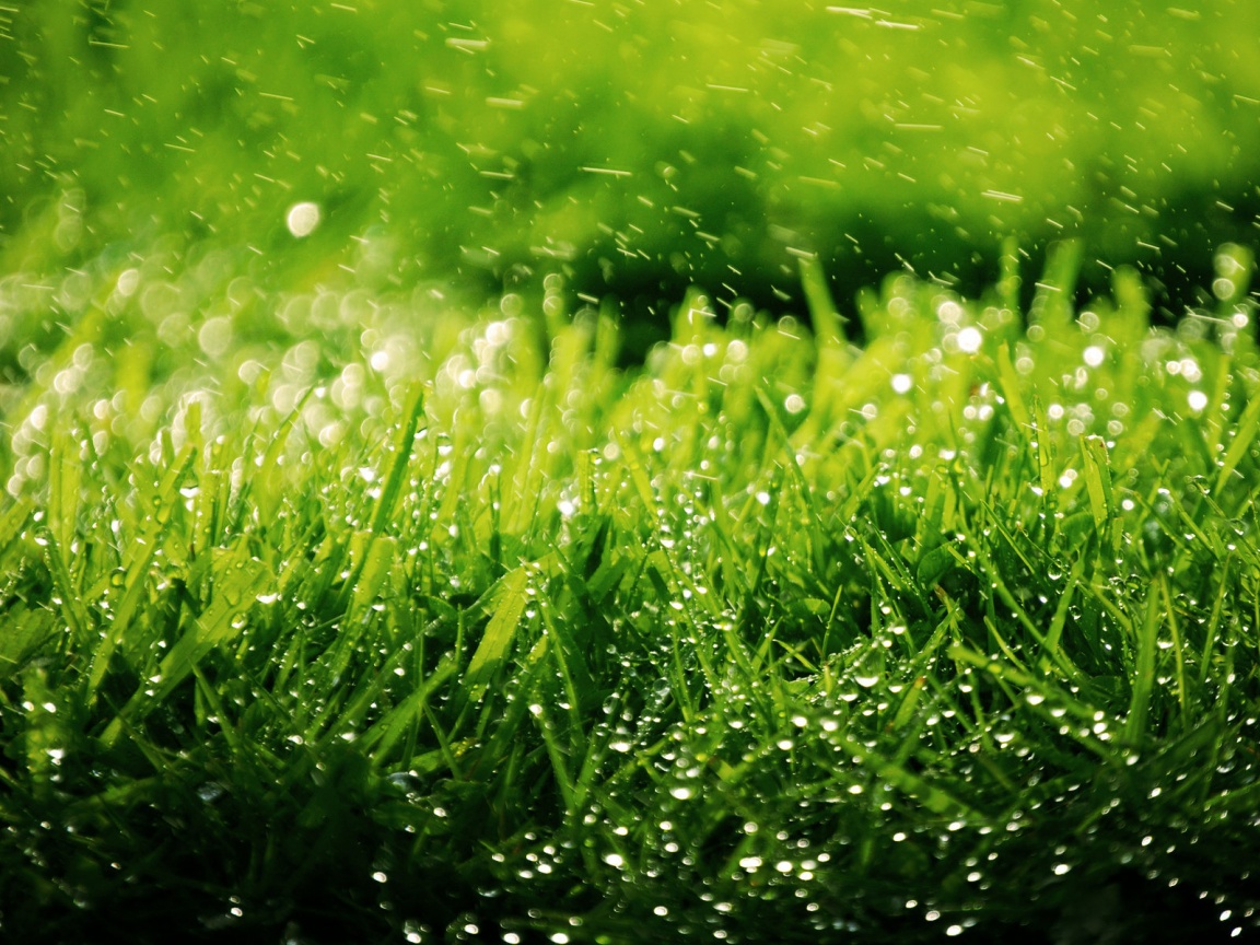 Роса на траве обои