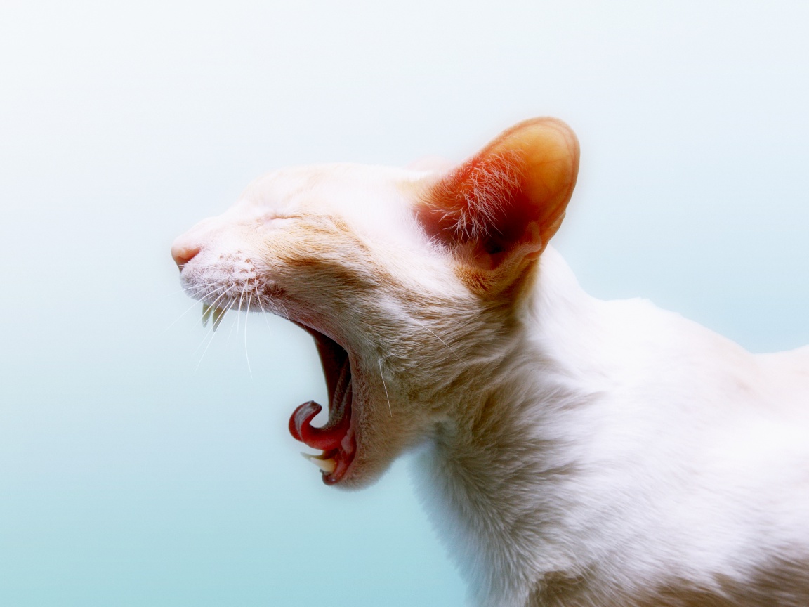 Кошака-зевака обои