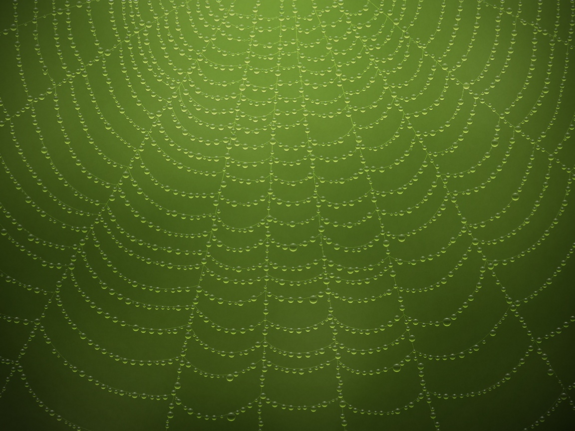 Роса на паутине обои