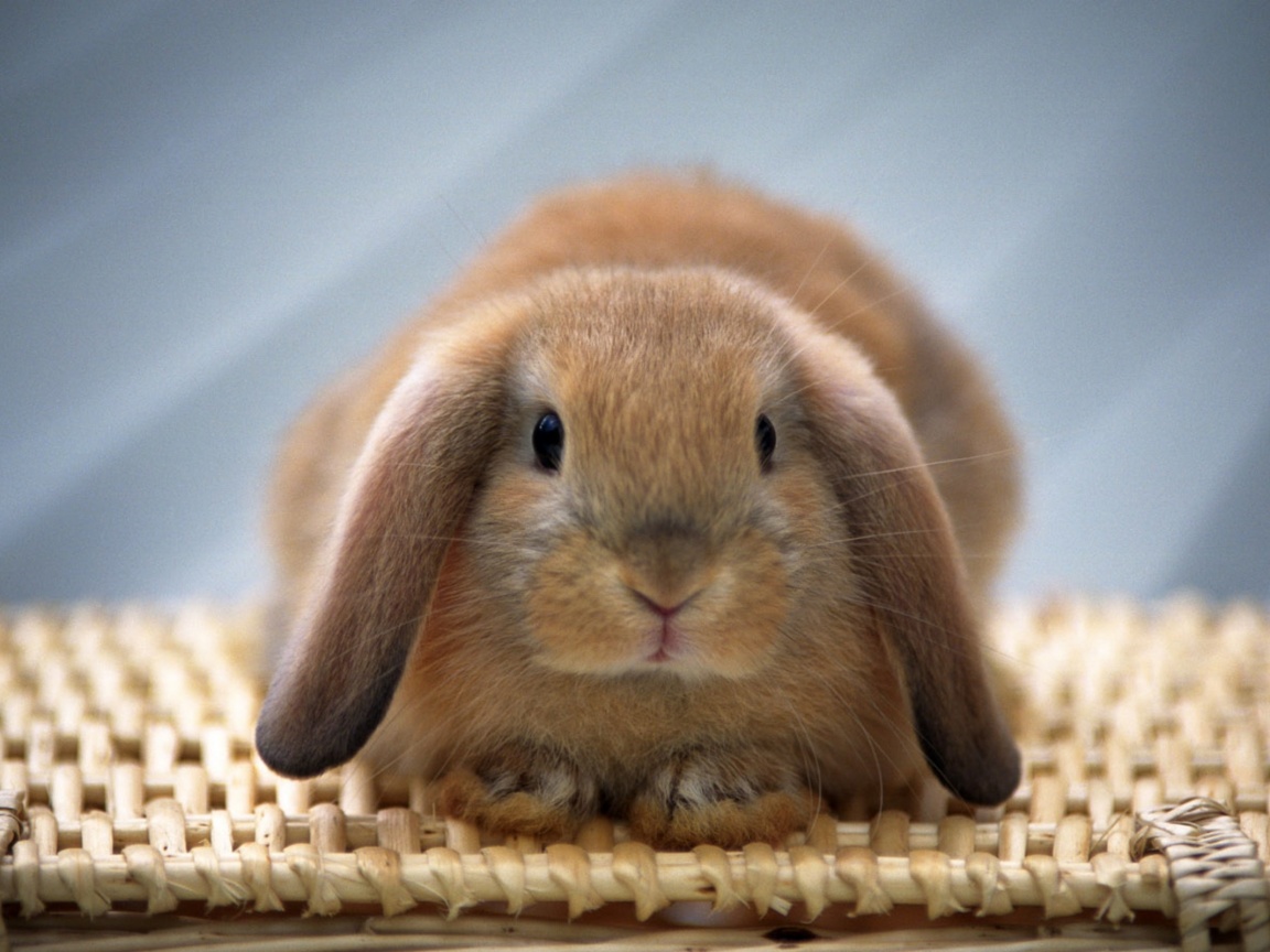 Кроличек обои