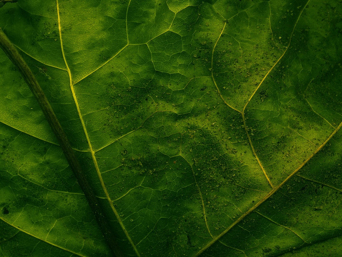 Макро зеленый лист обои