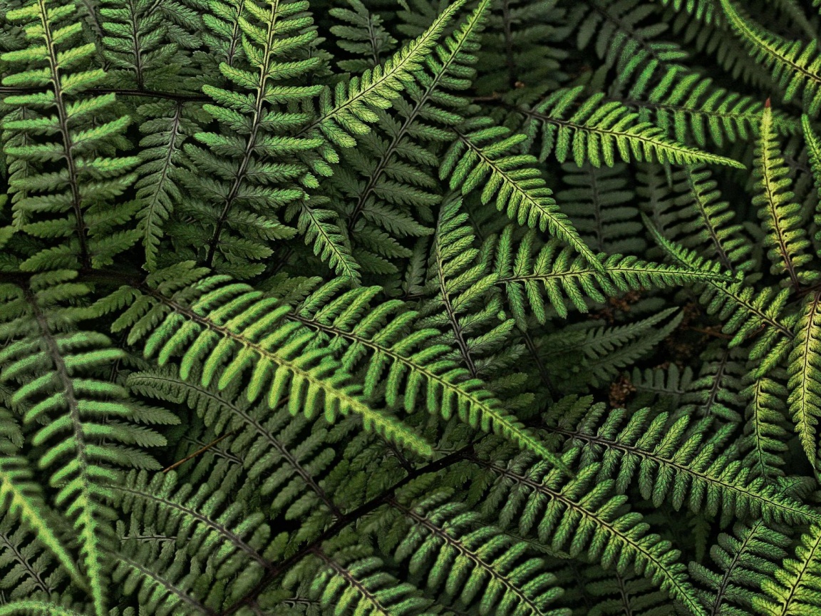 Папоротник обои