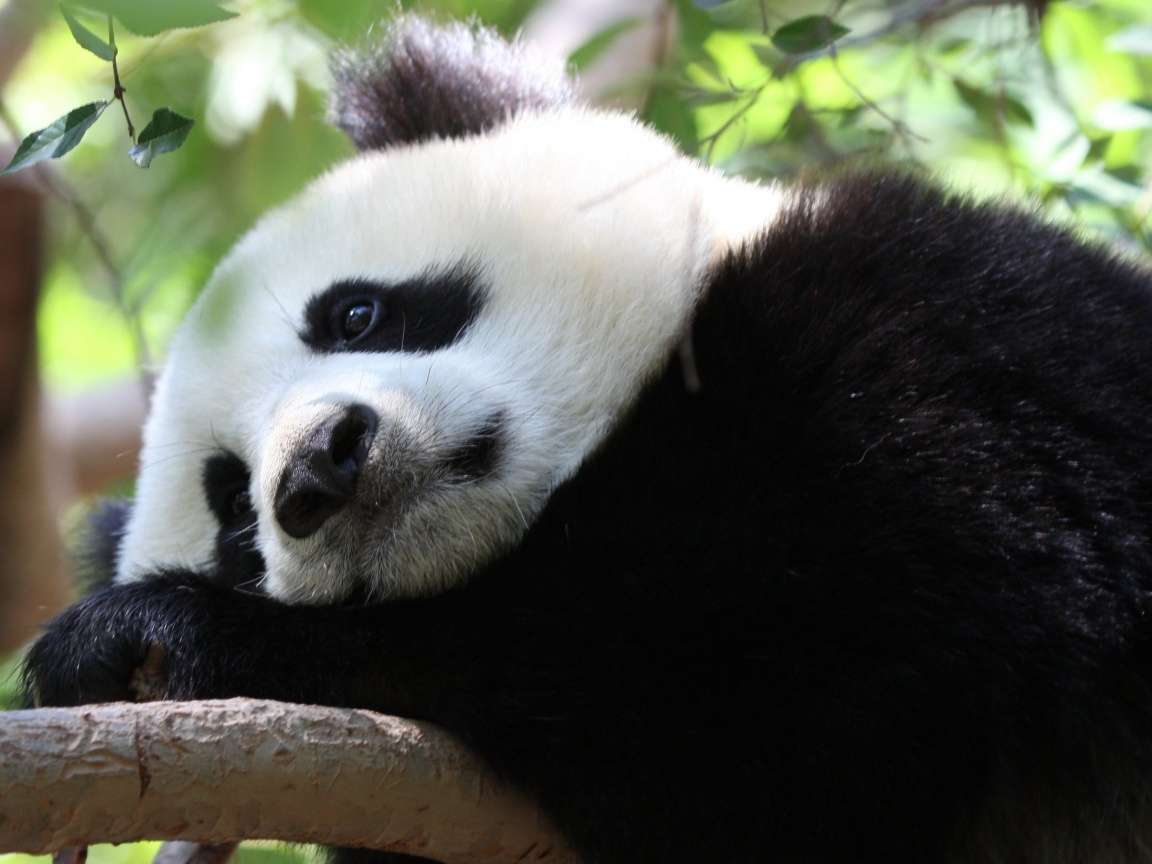 Грустный панда обои