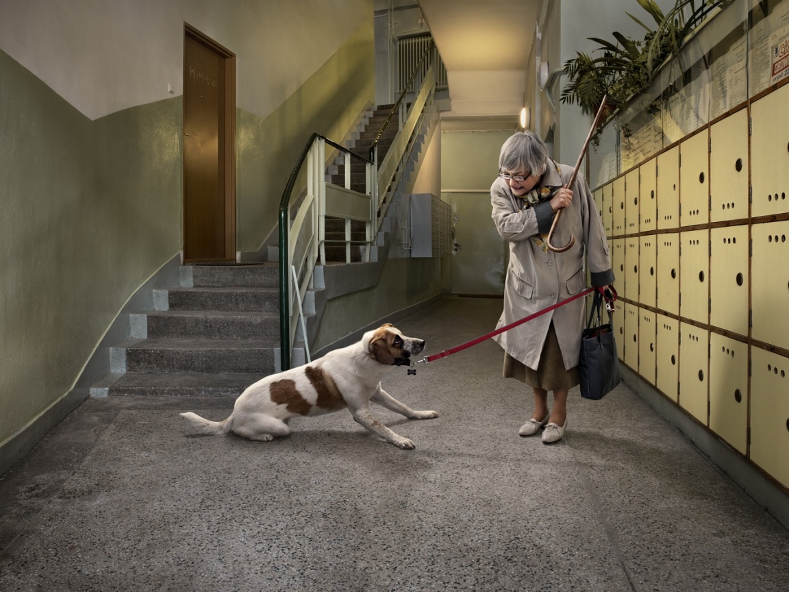 Непослушная собака обои