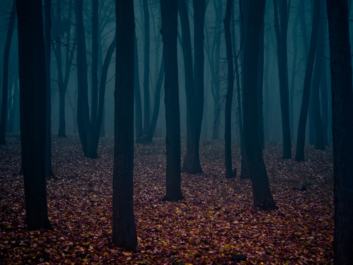 Таинственный лес обои