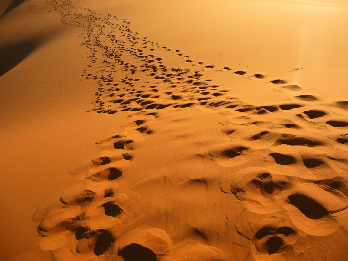 Следы в пустыне обои
