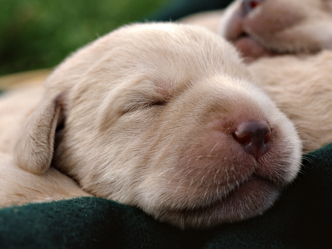 Мордочки симпатичных щенков обои