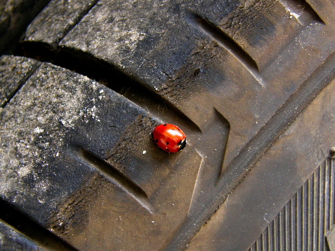 Божья коровка на автомобильной покрышке обои