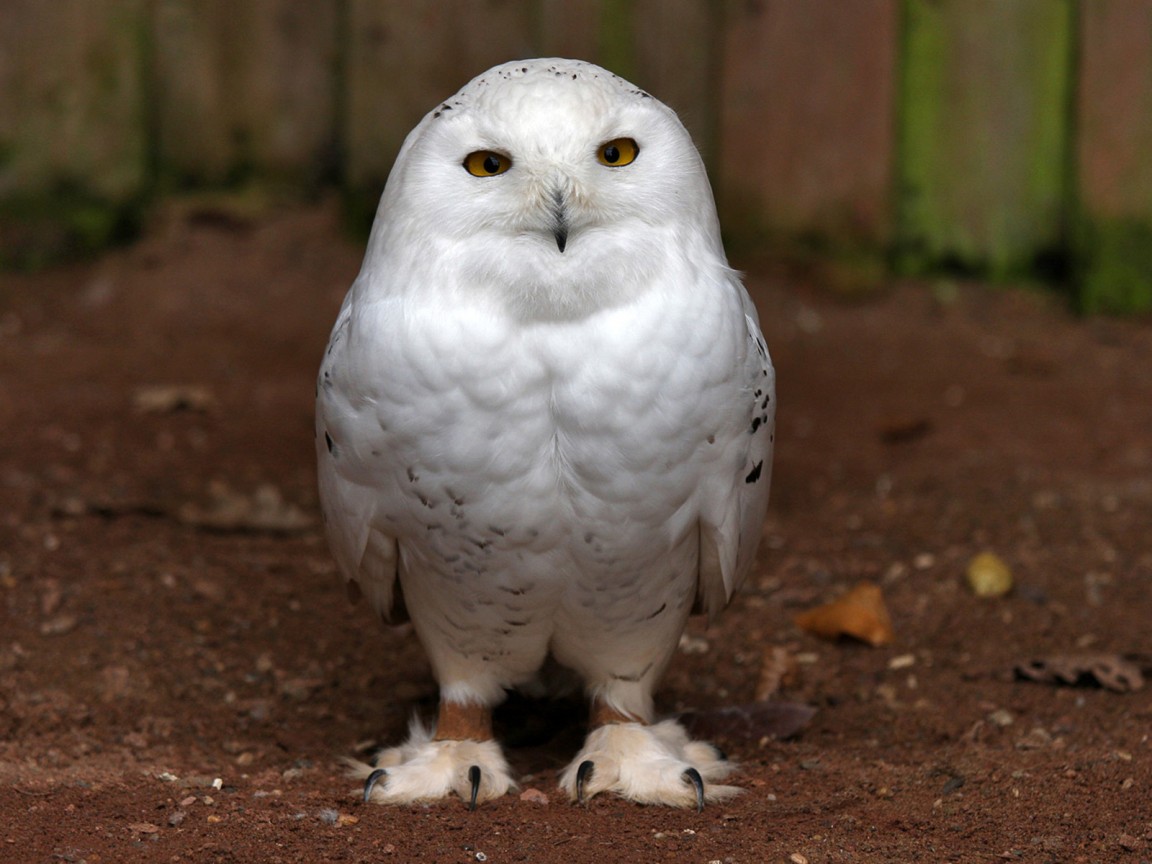 Белая сова обои
