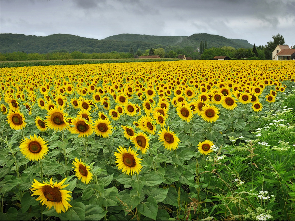 Живописное поле подсолнухов обои