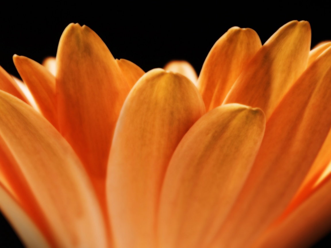 Цветочные лепестки обои