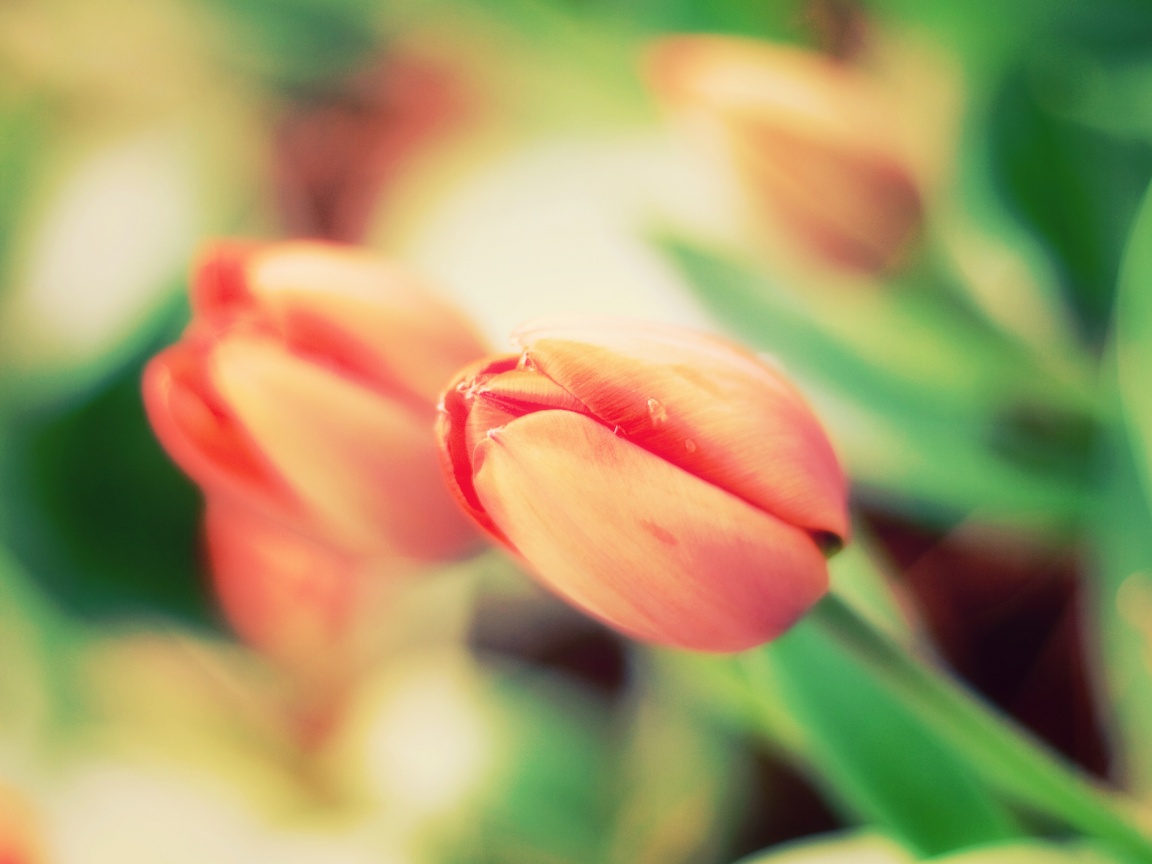 Красивый тюльпан обои