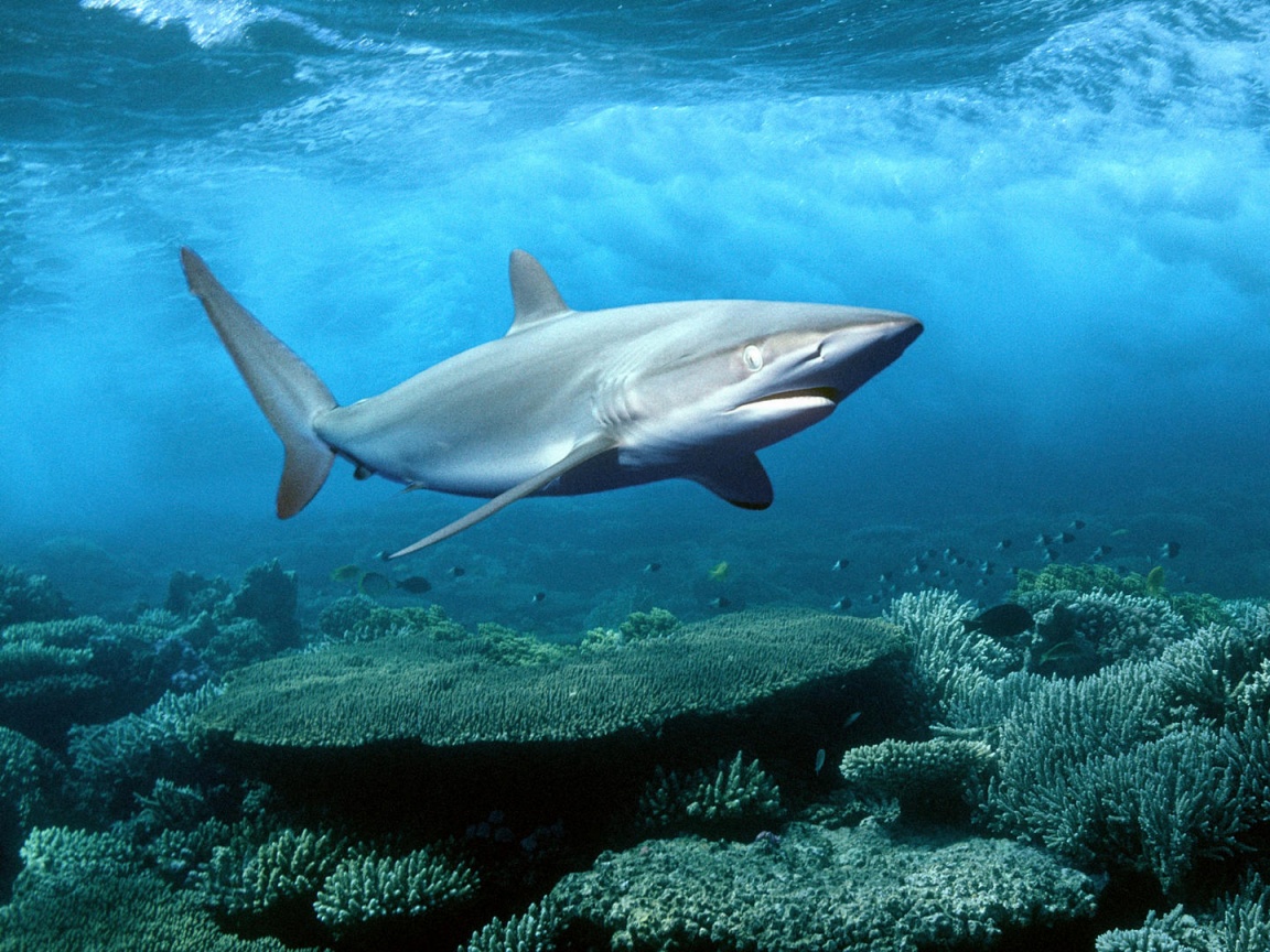 Акула в море обои