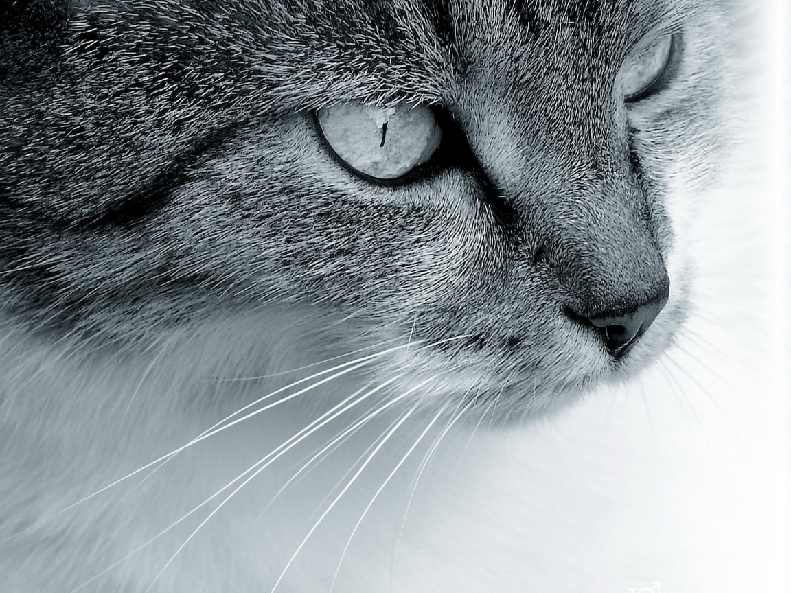 Очень красивый кот обои