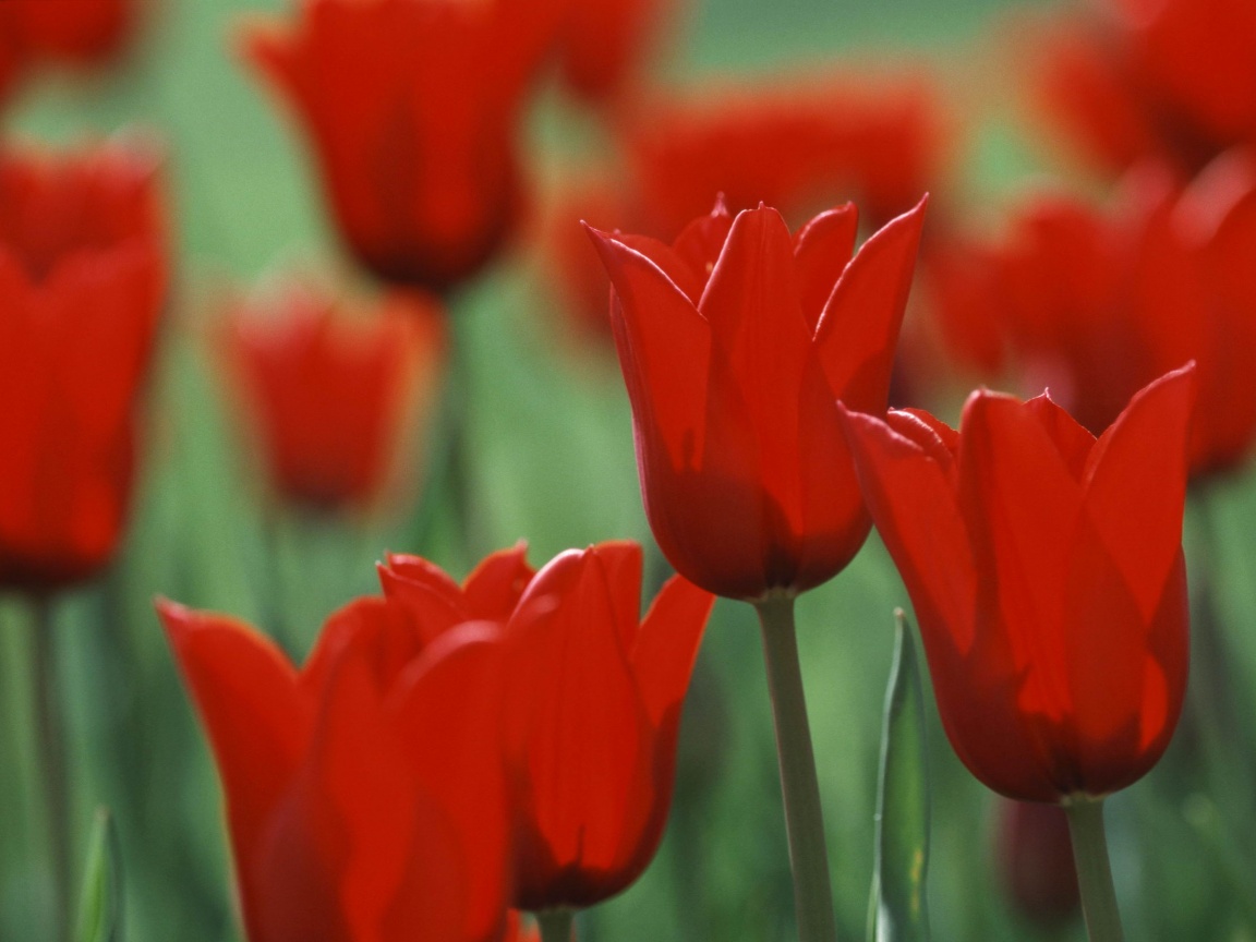 Красные цветы обои