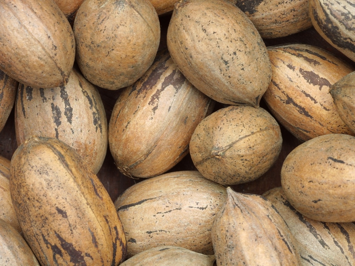 Грецкие орехи обои